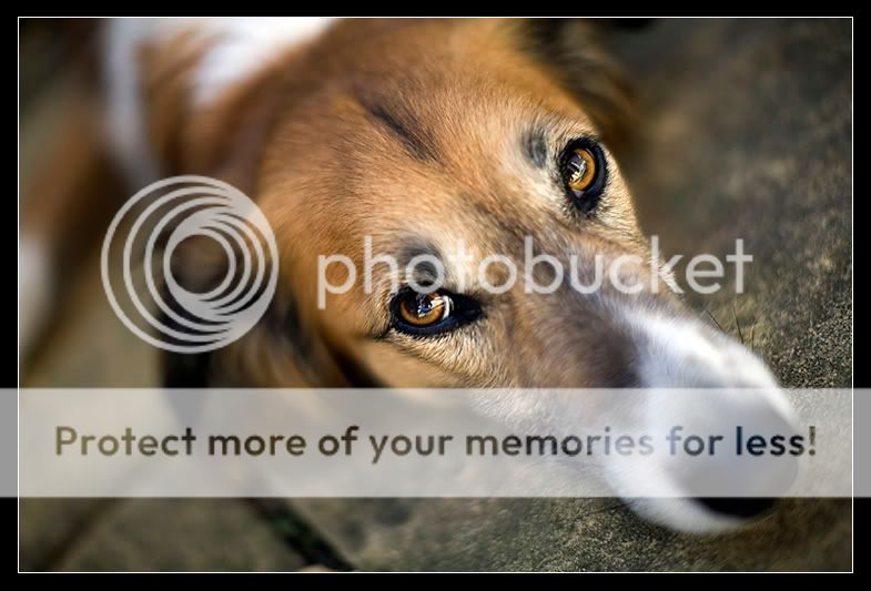 IMAGE: http://i371.photobucket.com/albums/oo154/LizKitMik/Scout50L.jpg