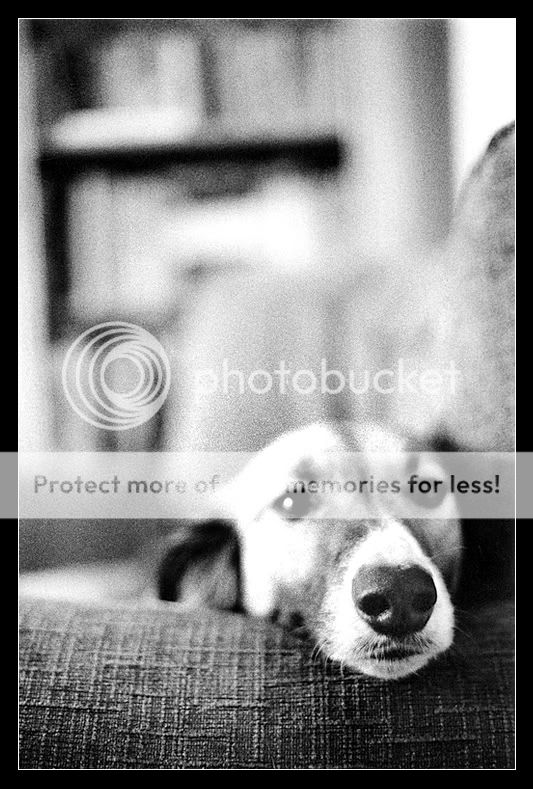 IMAGE: http://i371.photobucket.com/albums/oo154/LizKitMik/ScoutNose.jpg