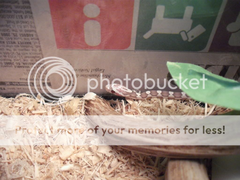 DSCF9226.jpg