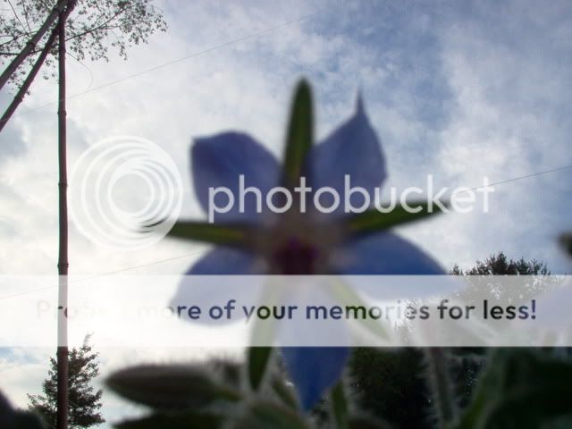 Posted Image