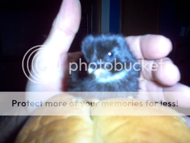Posted Image