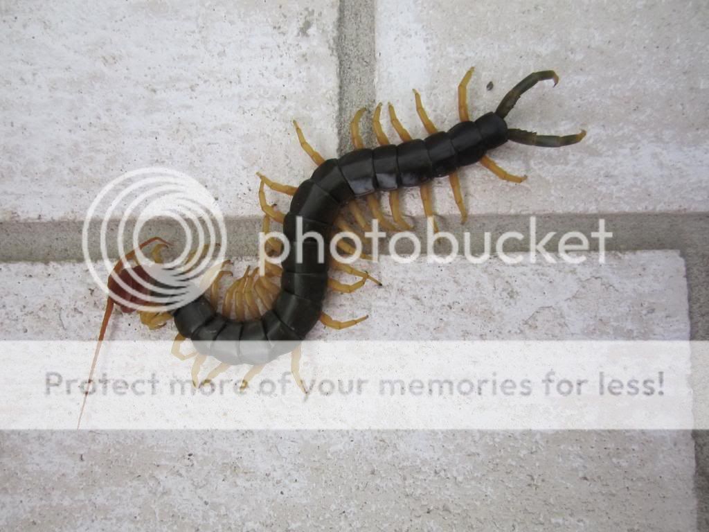 Oh great, wall climbing possums!!!!!!