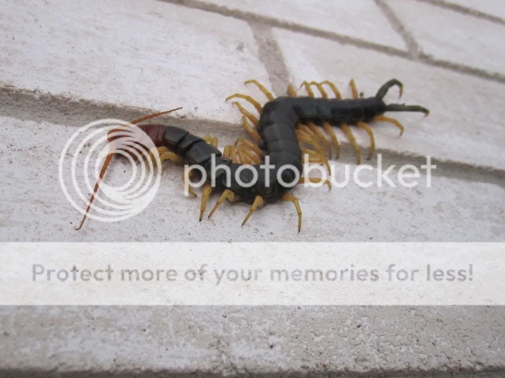 Oh great, wall climbing possums!!!!!!