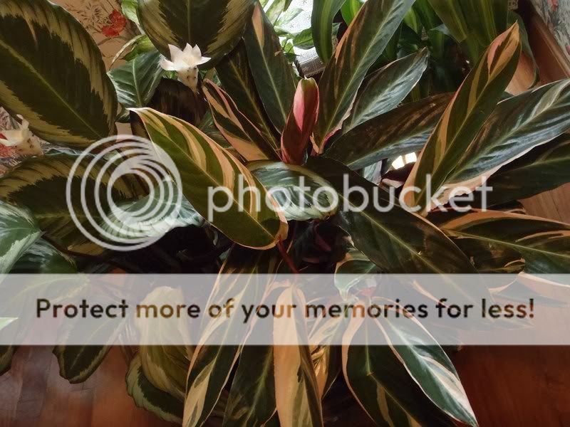 Calathea con foglie che si arrotolano forum giardinaggio Calathea foglie secche
