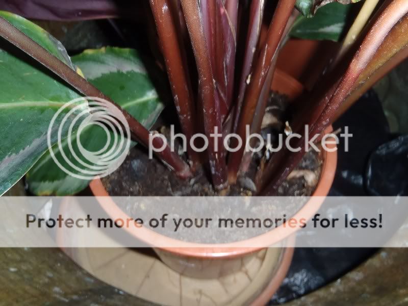 Calathea con foglie che si arrotolano forum giardinaggio Calathea foglie secche