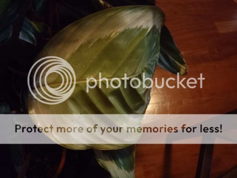 Calathea con foglie che si arrotolano forum giardinaggio Calathea foglie secche