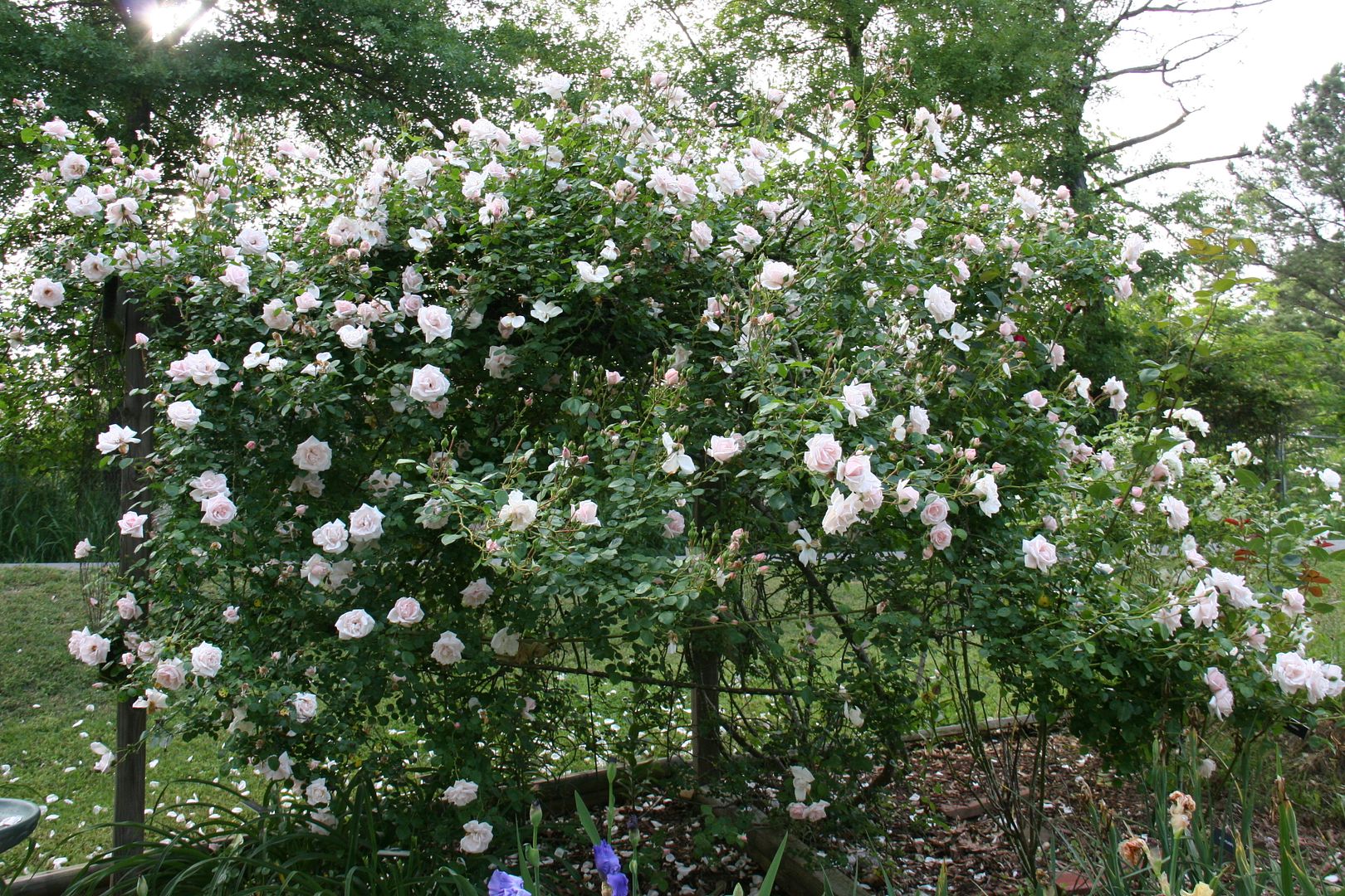 A hardy, tall, constantly blooming pink climbing rose for 5b?