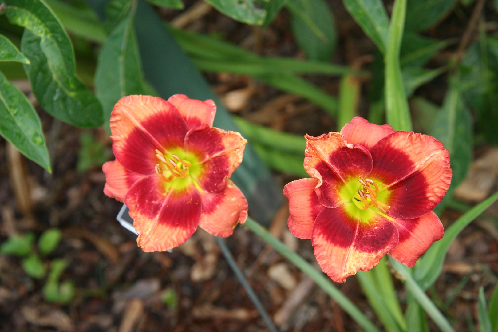 Daylily Alphabet 2012--The P's & Q's