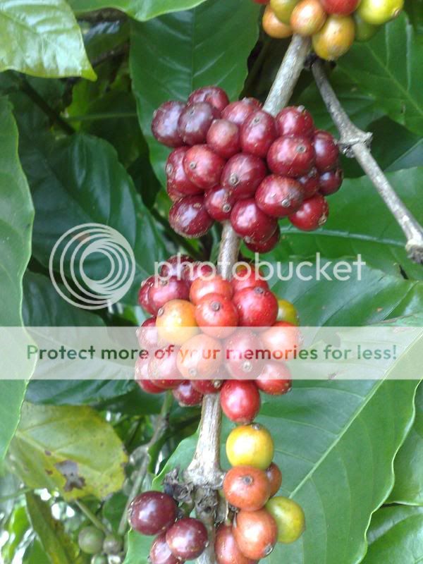 Đăk Lăk quê ta nè bà con, Vào Online xàm , tám cho xôm tụ nhà cửa nè bà con ơi